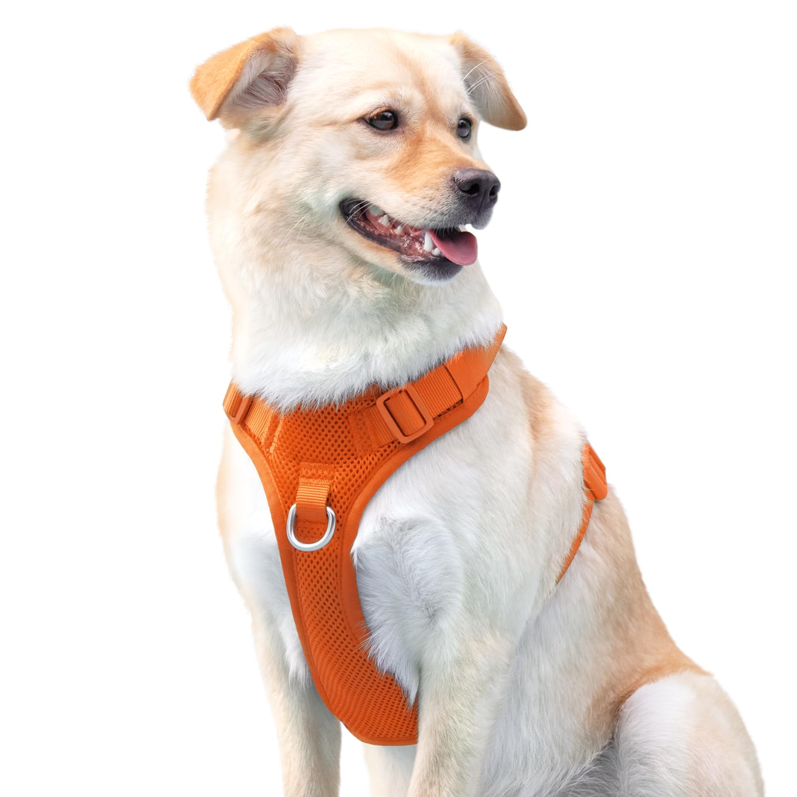 Sunraymascota orange XL harness shown on a dog during a hike