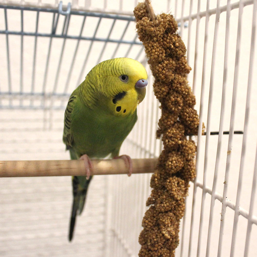 Sunseed Millet Spray served on perch supports foraging and activity.