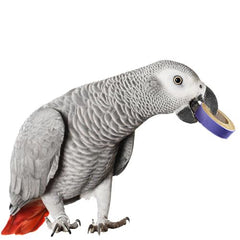 Super Bird Creations Fatty Bagels show six vibrant colors for visual stimulation