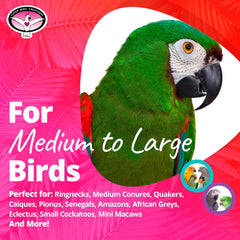 Super Bird Creations SB1218 cardboard treat block – bead detail shows seeds insert for guided foraging sessions.