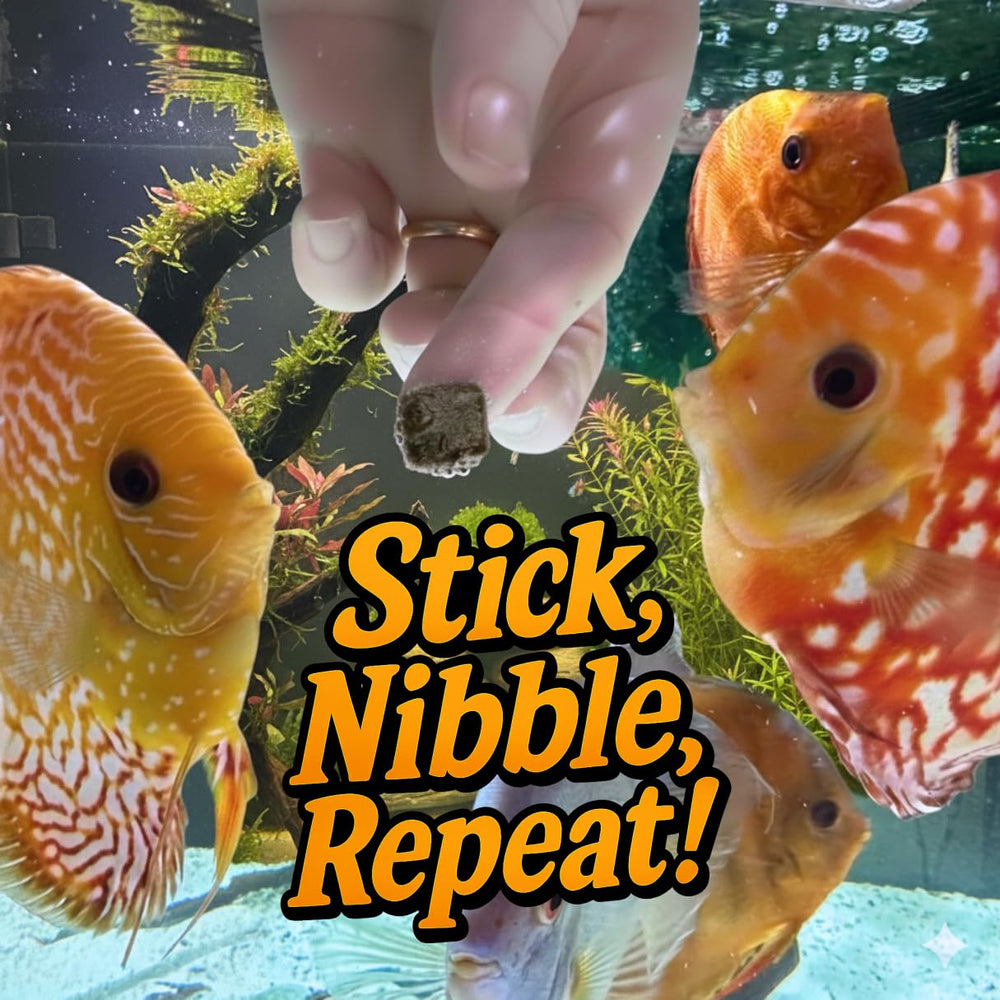 Super Cichlids feeding on cube — easy, mess-free mealtime