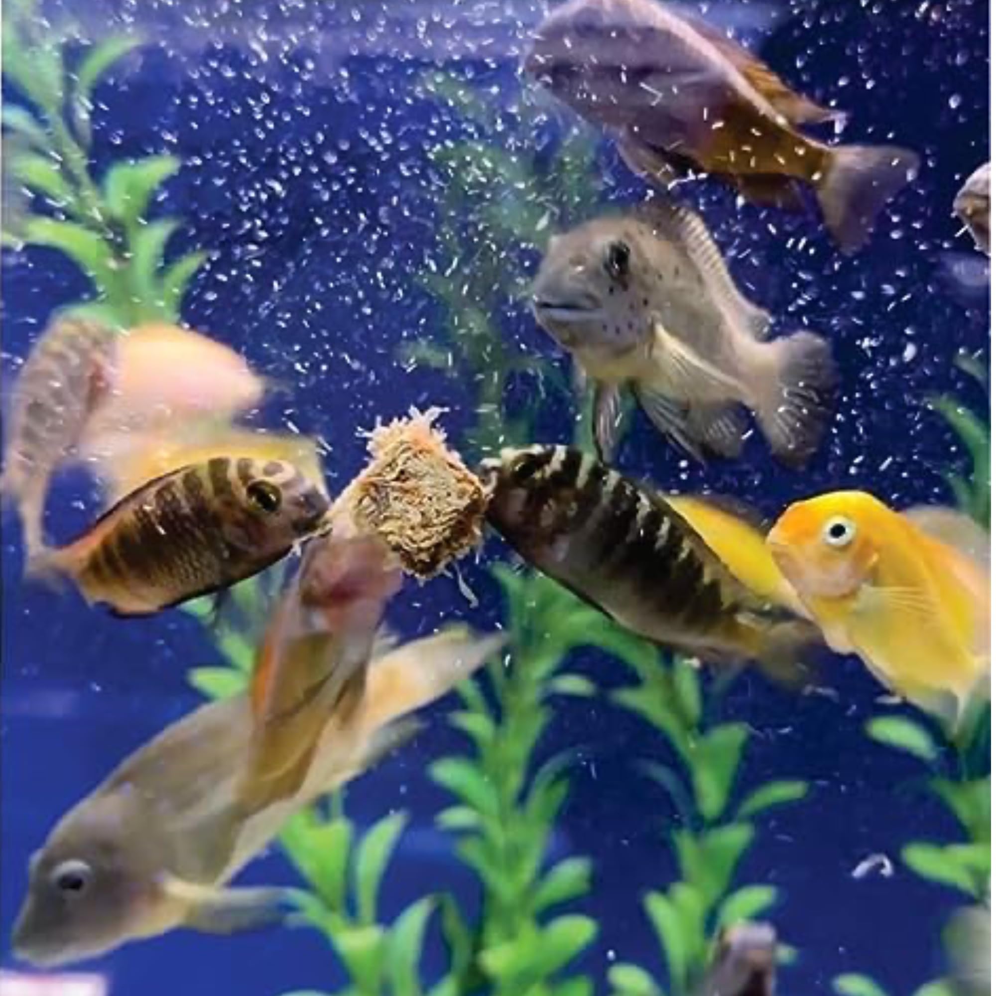 Super Cichlids suitable for discus guppies tetras — versatile for species