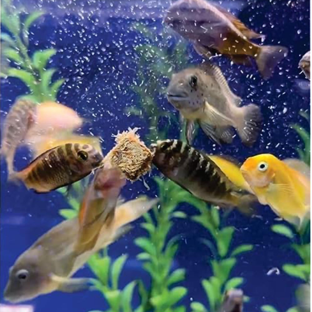 Super Cichlids suitable for discus guppies tetras — versatile for species