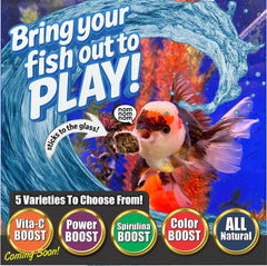 Feeding action of Super Cichlids blackworms demonstrates quick portioning convenience.