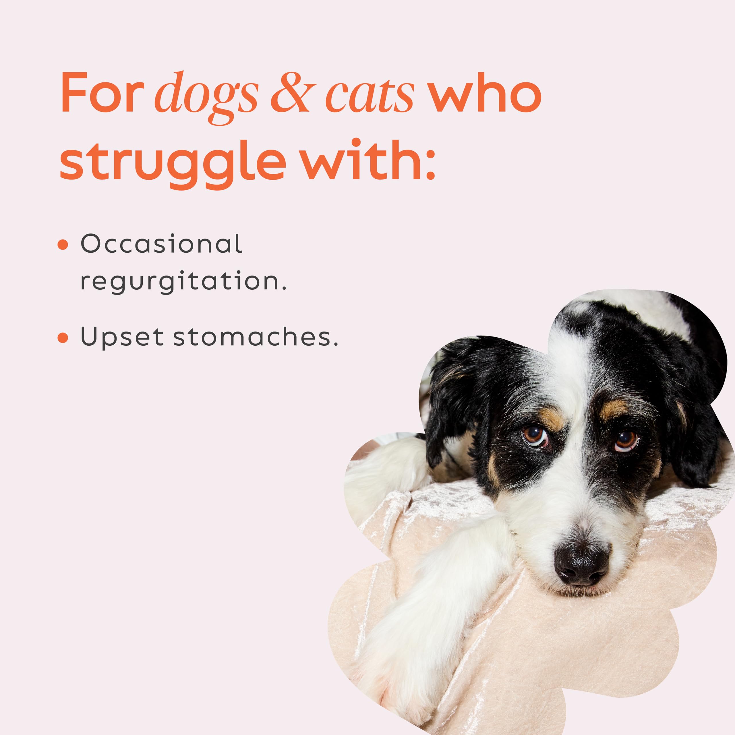Super Snouts Pumpkin Latte scoop pouring into a pet bowl for daily gut support.