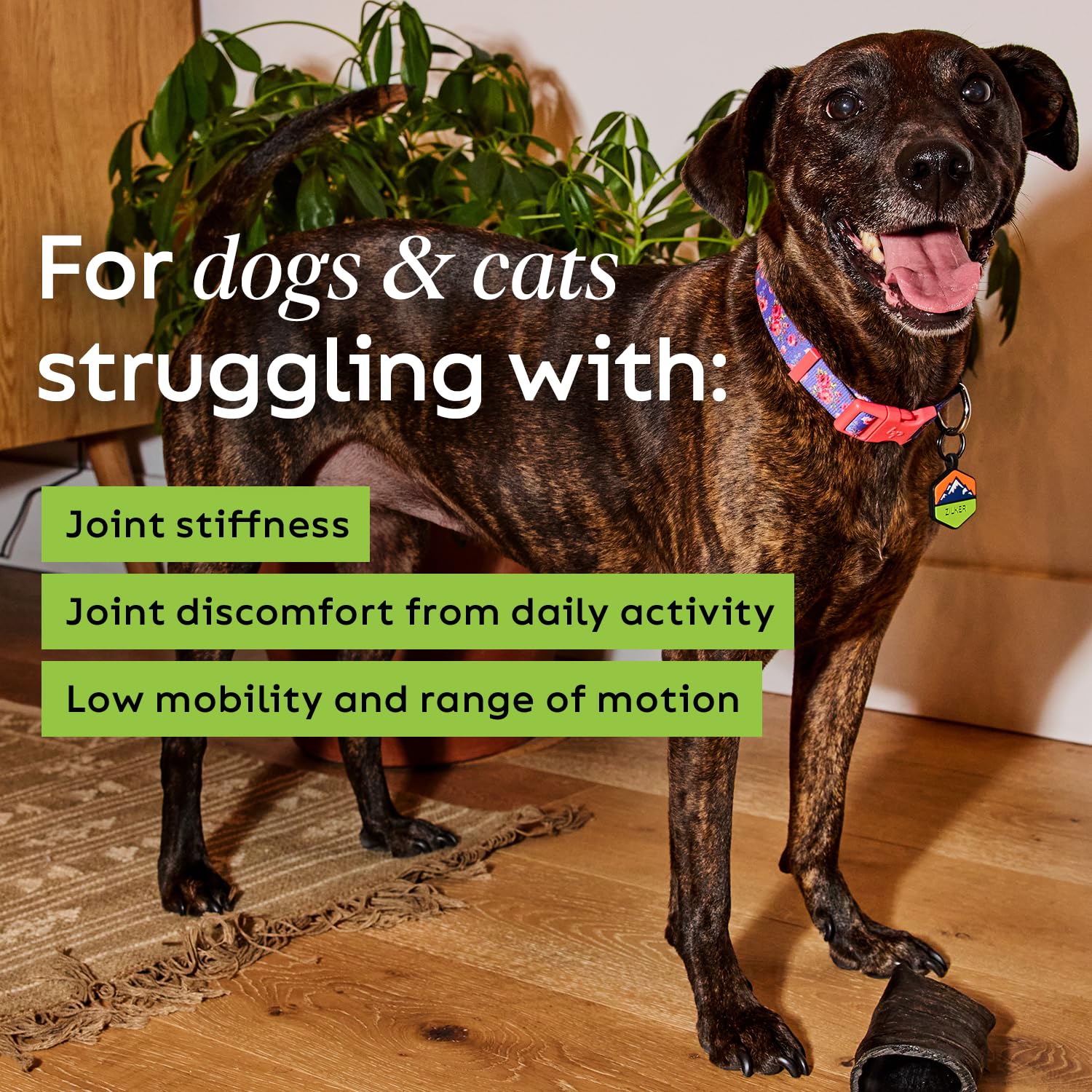 Super Snouts Joint Power vet-recommended badge signals trusted guidance for pet health.
