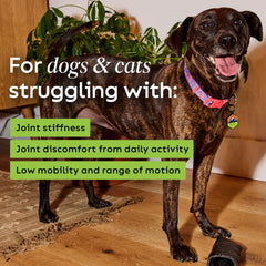 Super Snouts Joint Power vet-recommended badge signals trusted guidance for pet health.
