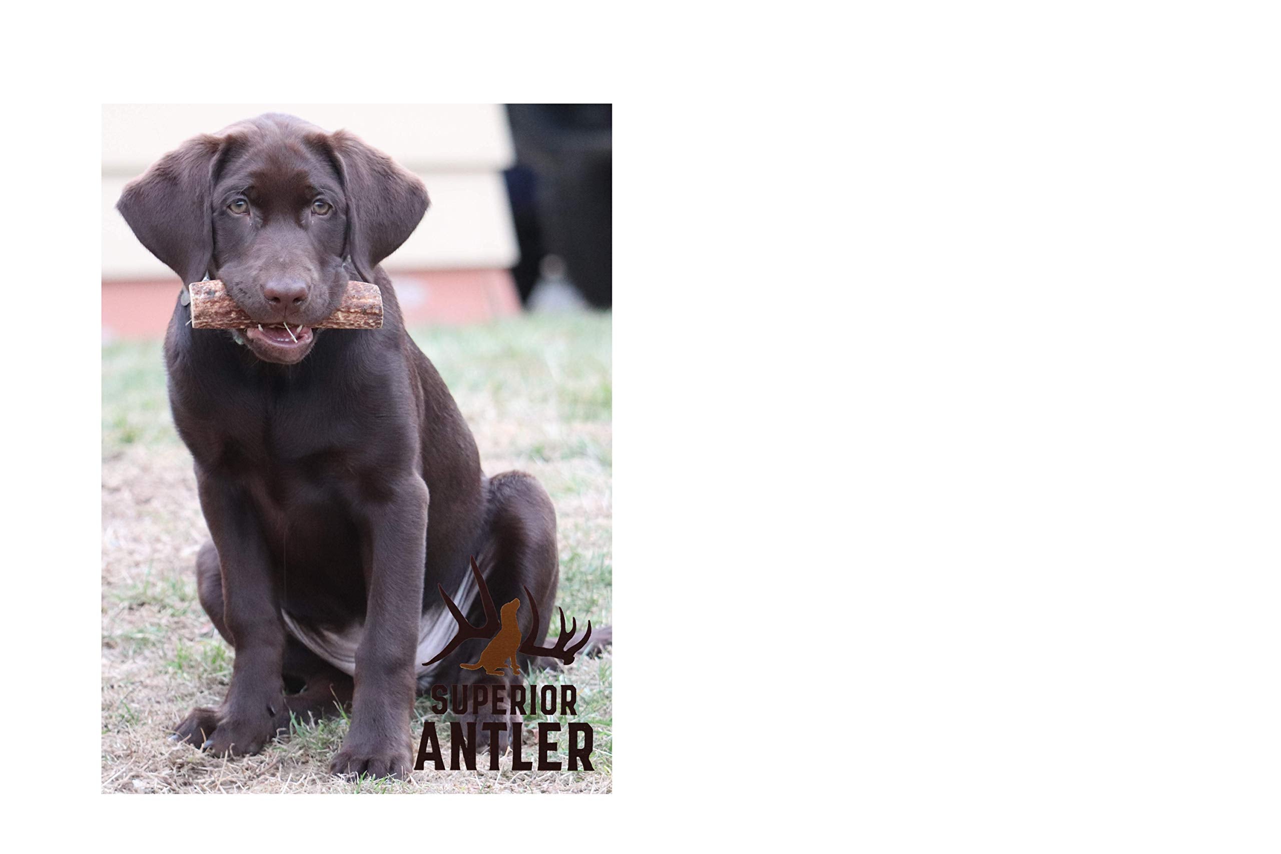 Superior Antler Dog Chews durable elk antler for aggressive chewers and large dogs