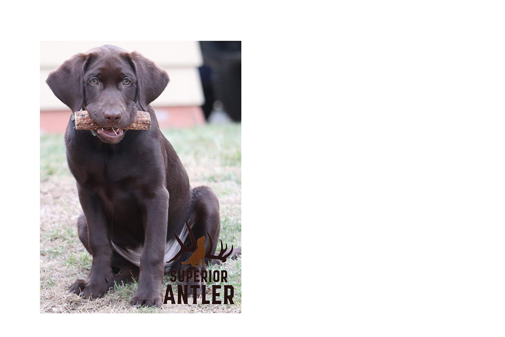 Superior Antler Dog Chews durable elk antler for aggressive chewers and large dogs