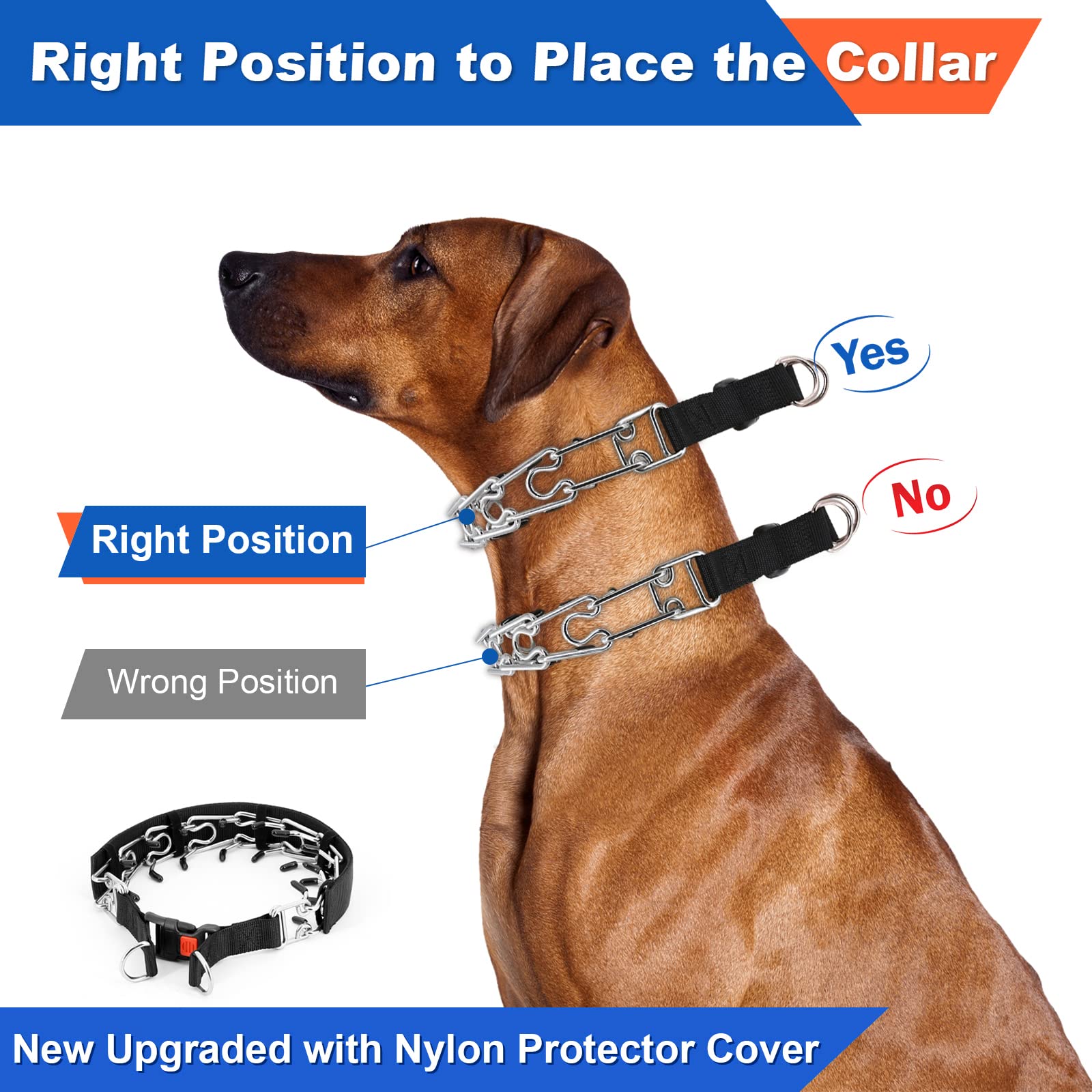 Supet dog prong collar on dog walk demonstrates controlled pulling during activity
