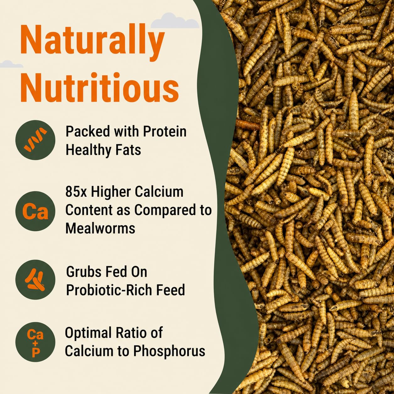 Supreme Grubs calcium-dense egg-shell-support image; aids stronger shells for laying hens
