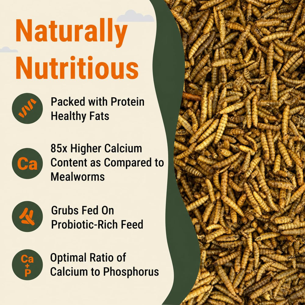 Supreme Grubs calcium-dense egg-shell-support image; aids stronger shells for laying hens