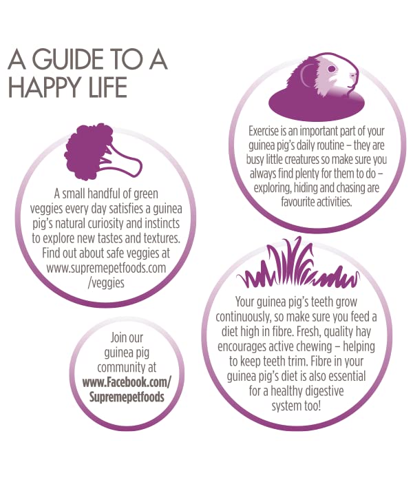 Guinea pig owner during feeding scene emphasizing ease of use and routine care