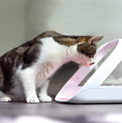 SureFeed feeder bowl close-up with LED portion guide for accurate serving.