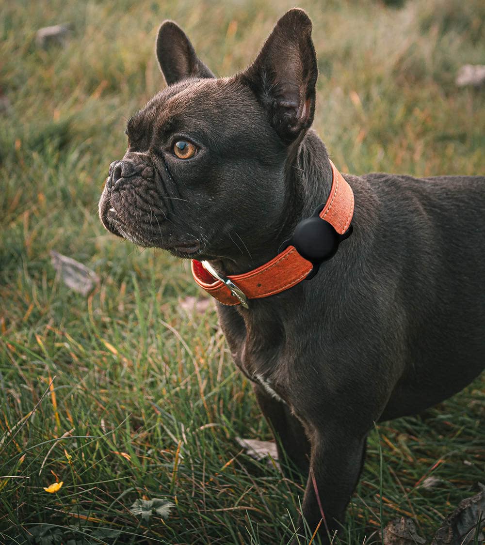 Swincho AirTag holder side profile demonstrates discreet, low-profile collar integration