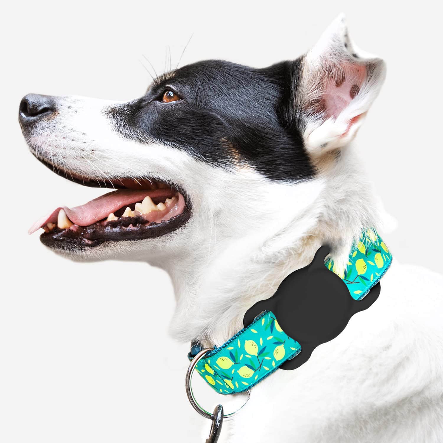 SWINCHO AirTag holder silicone flexibility demonstrates secure fit on pet collars