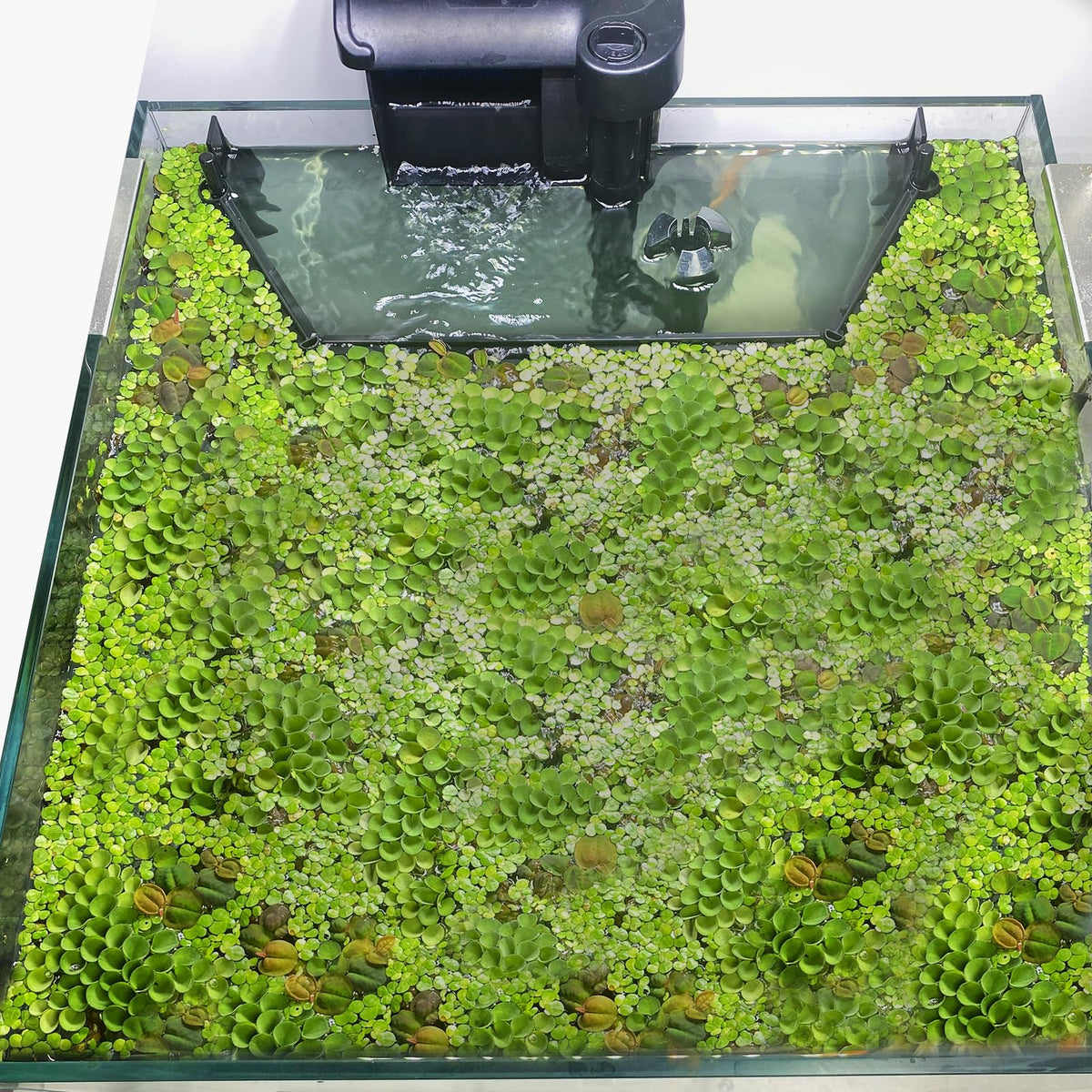 Switior Floating Plant Corral assembly demonstrates easy containment for duckweed