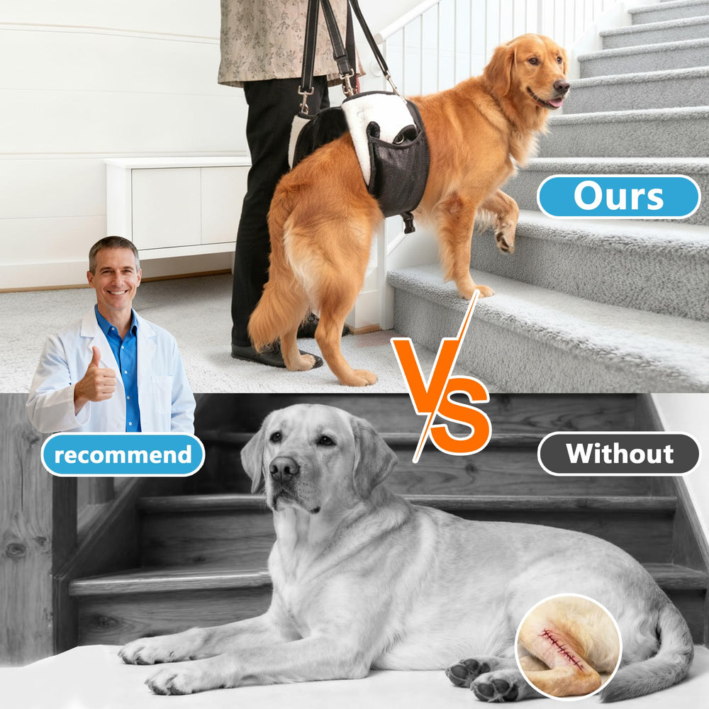 SyFatWeen hip support harness demonstrates hip stabilization for senior dogs