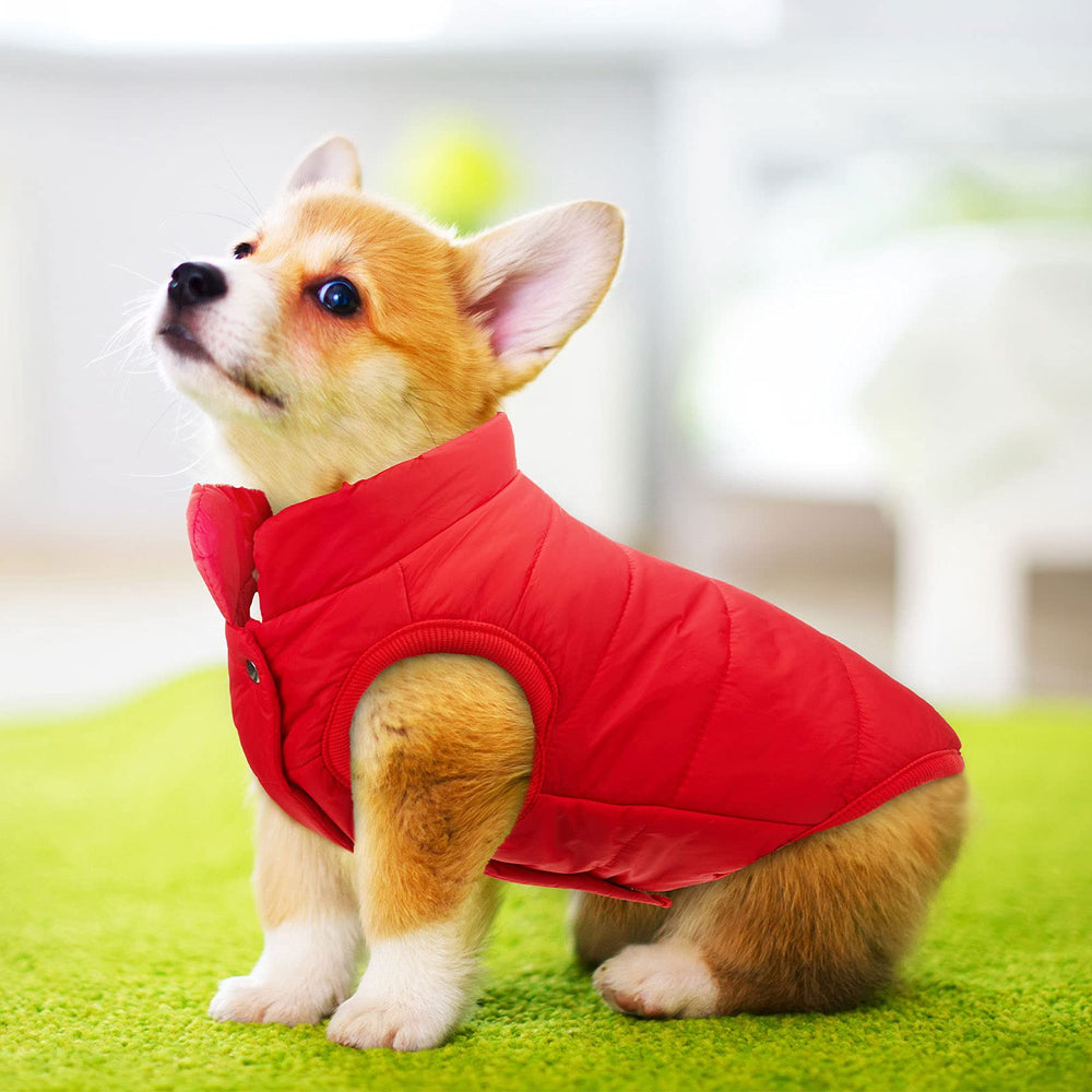 Syhood dog jacket front-paw holes demonstrate easy wear for pets.