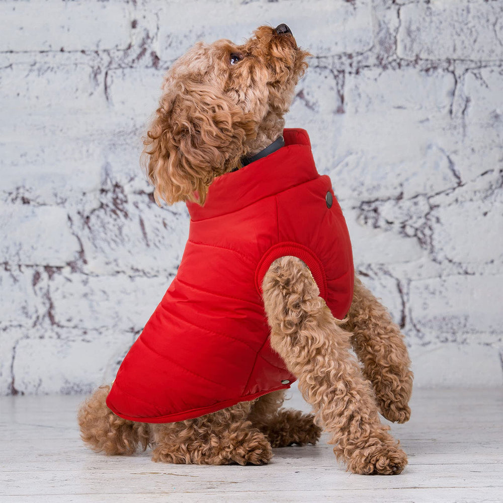Syhood windproof coat keeps small dogs comfortable on outdoor winter strolls.