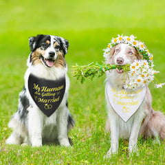 SZEE two-pack wedding bandanas gold XL, convenient for couples and pets.