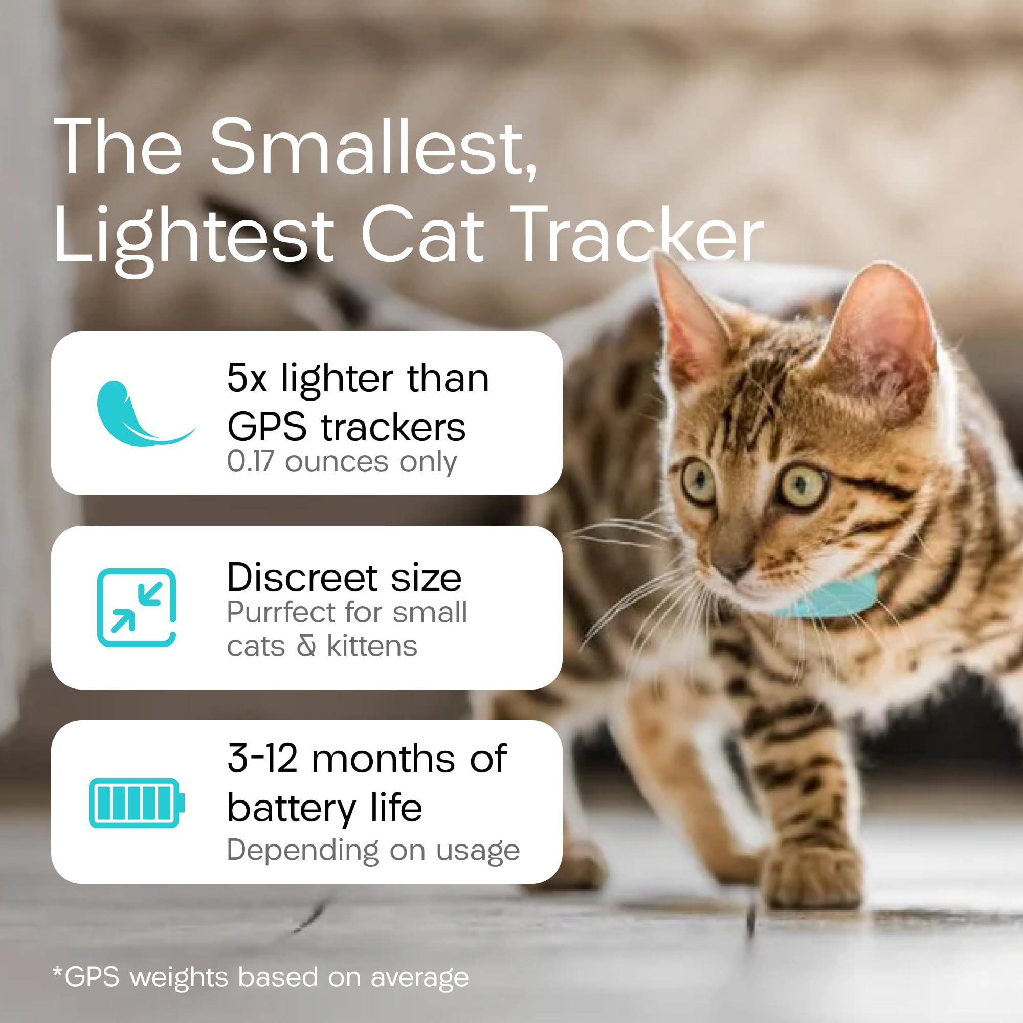 TabCat V2 tag on cat collar demonstrates lightweight tracking.