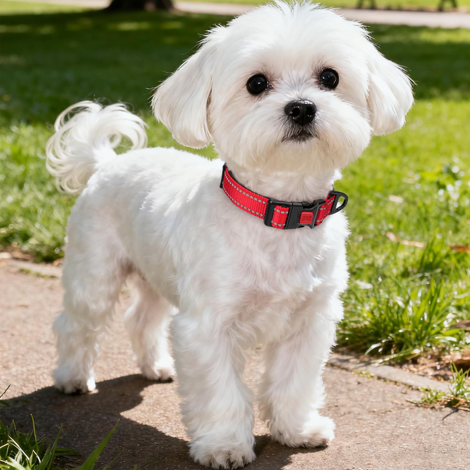 Taglory adjustable nylon dog collar provides secure, comfortable fit for growing pets