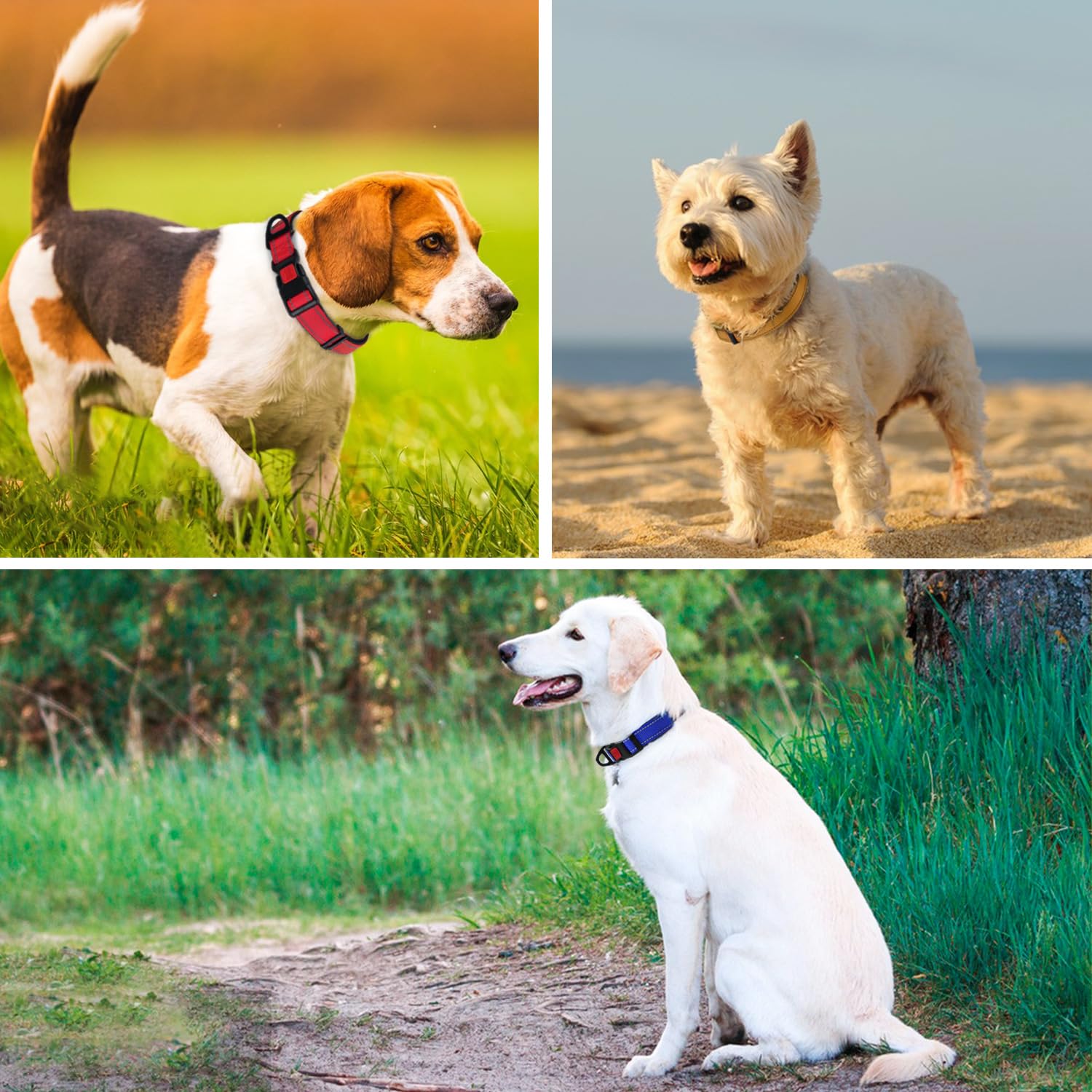 Taglory Adjustable XL collar demonstrates broad neck size range for large breeds