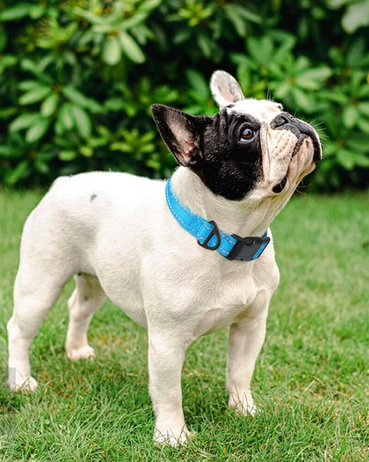 Taglory dog collar aqua blue buckle for quick release