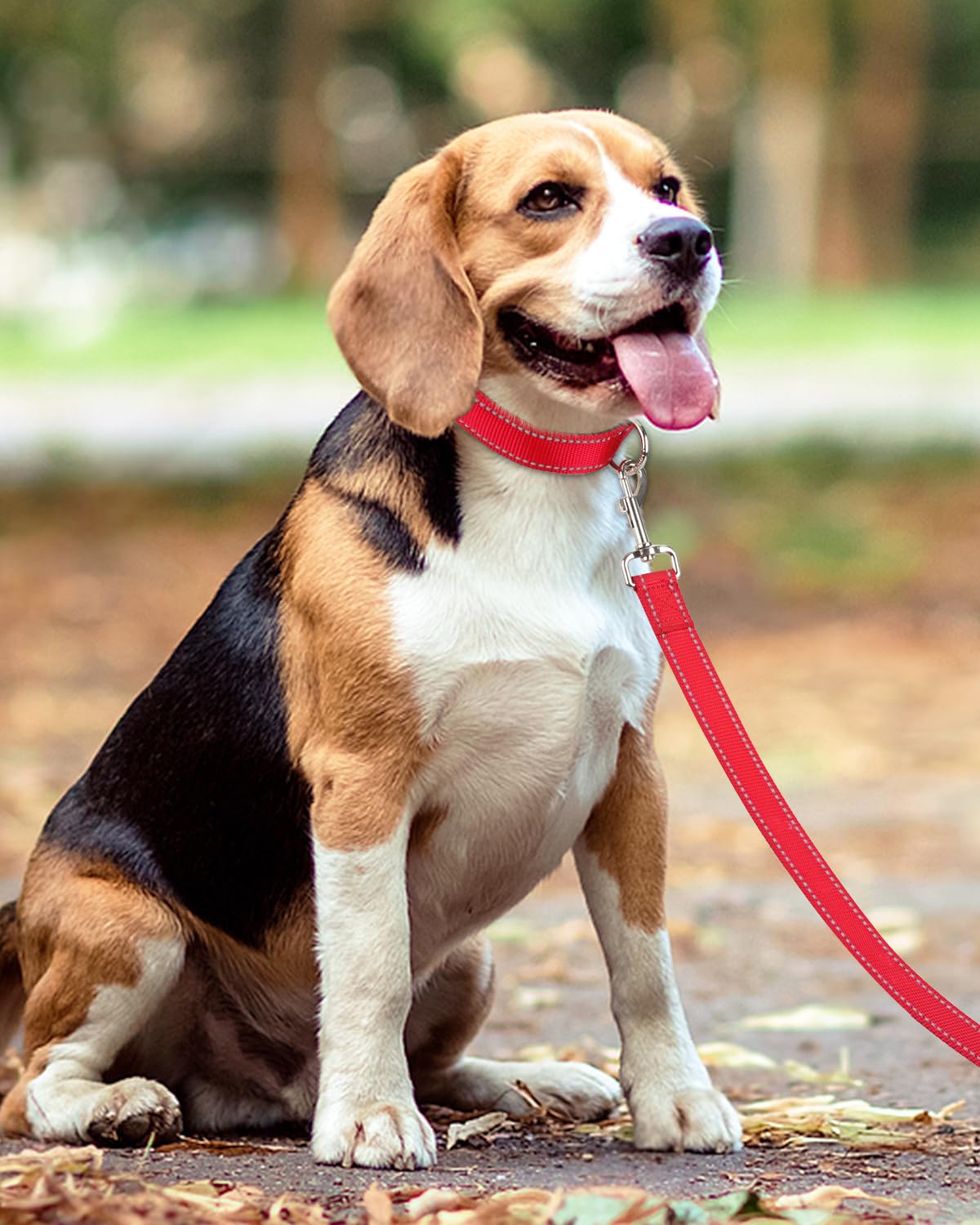 Taglory leash 5ft length balances freedom and control for medium dogs.