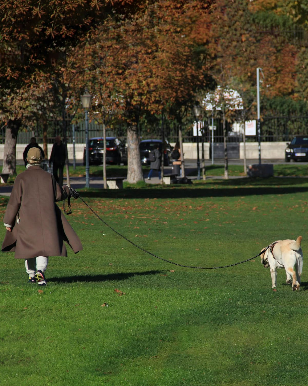 Taglory long training leash length-options-15-30-50-66 showcases flexible training setups.