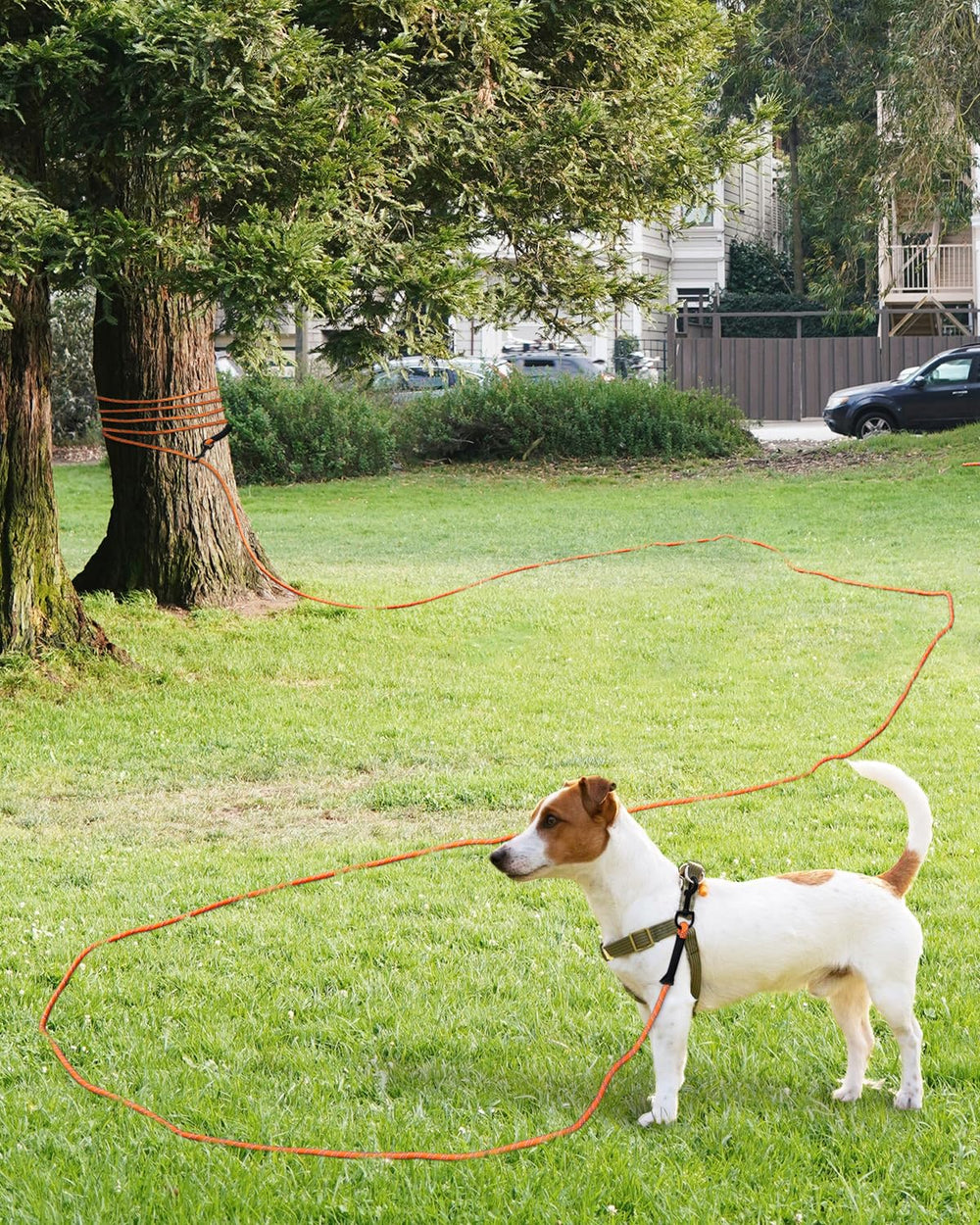 Taglory long training leash length options 15-66 feet for versatile training setups.