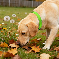 Taglory reflective dog collar green showing soft neoprene padding for comfort.