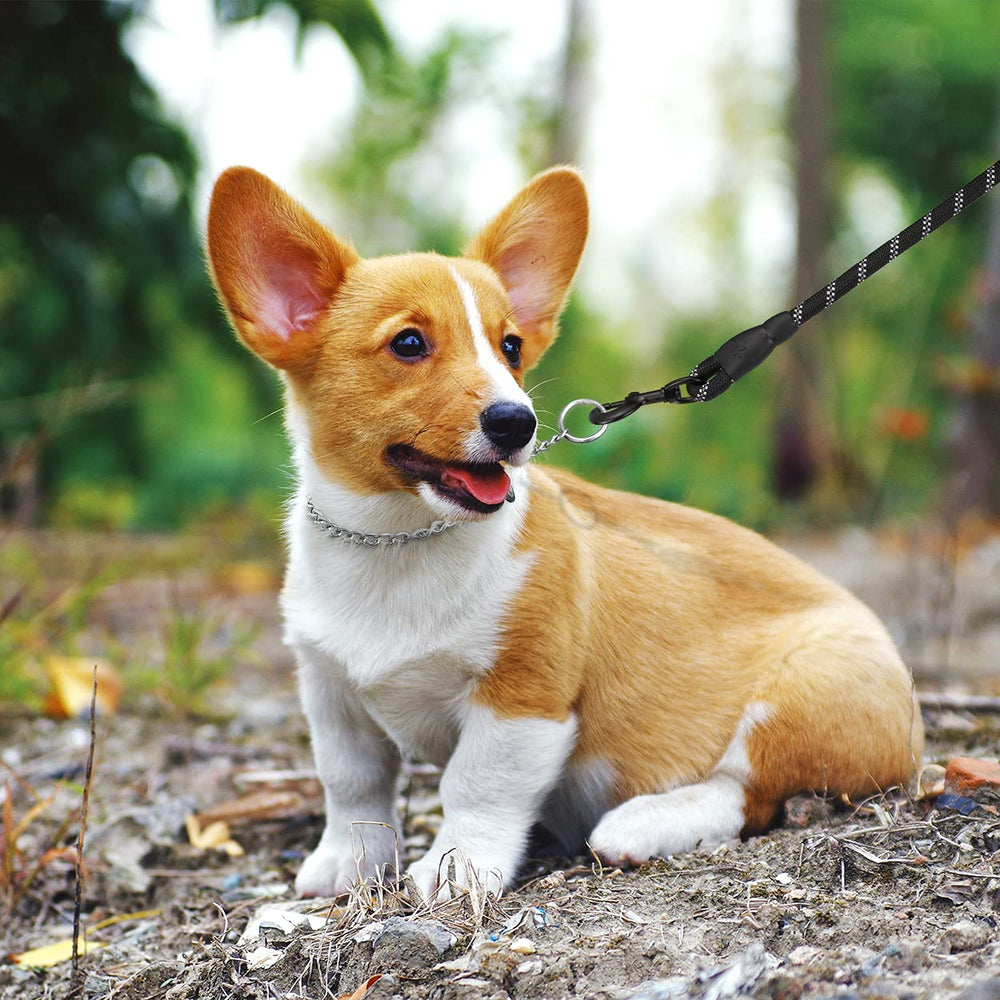 TagME chain choke collar is lightweight yet sturdy for responsive handling.