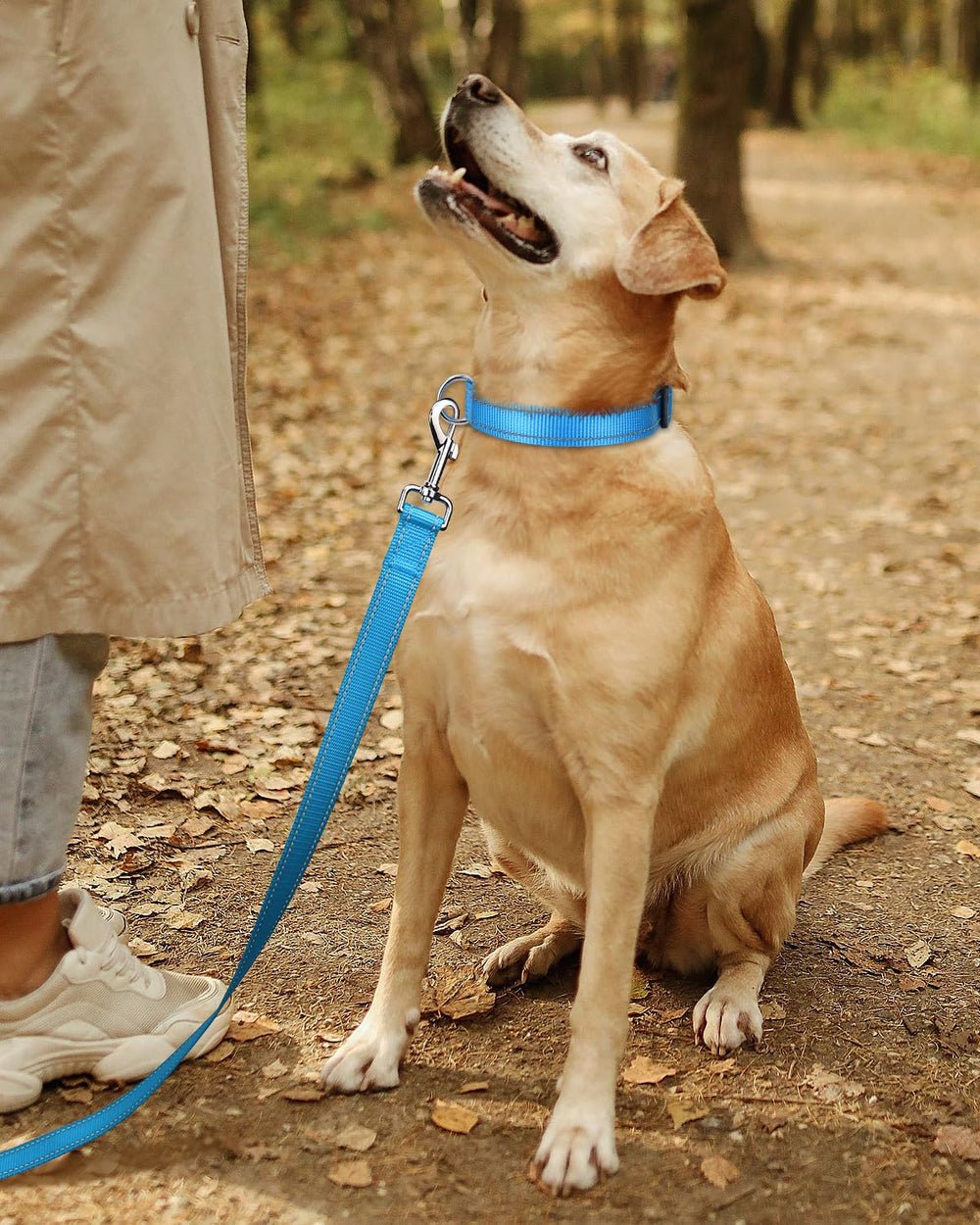 TagME classic sky blue dog collar suited for daily walks and travel.