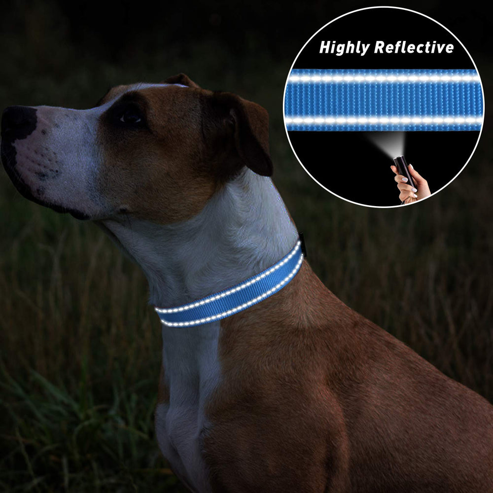 TagME sky blue collar worn during walks highlights classic style and daily practicality