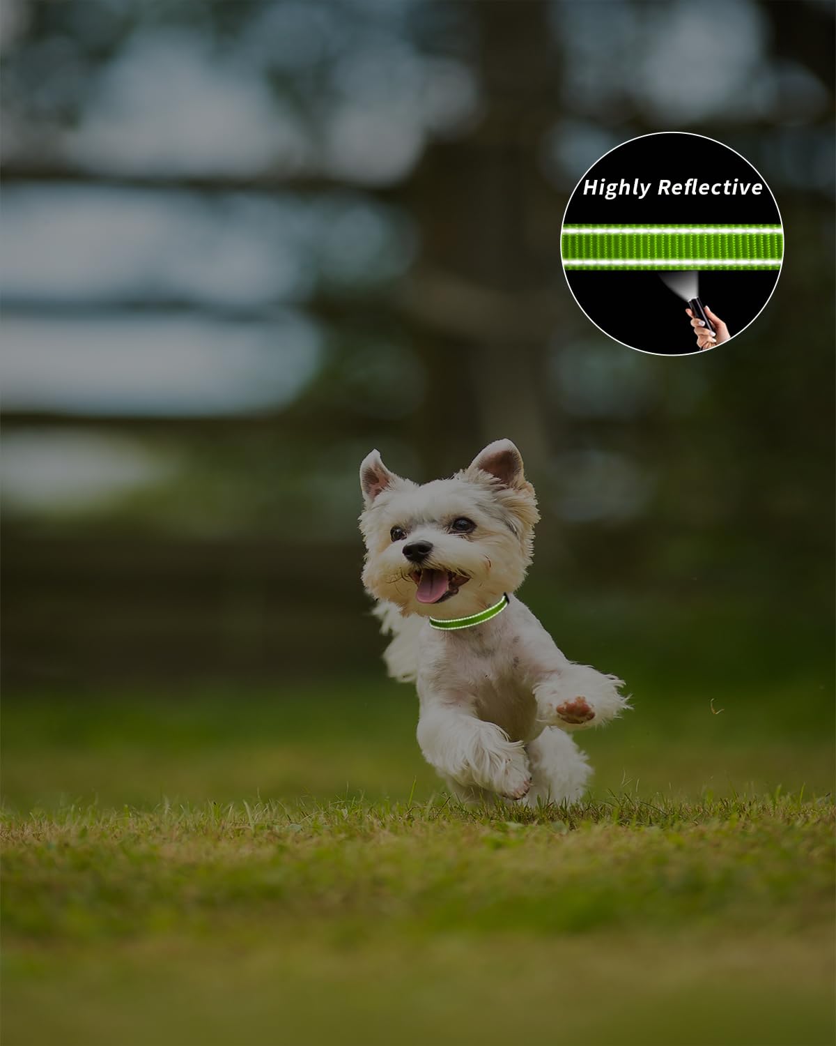 TagME reflective collar highlights the tag and lead attachment loop