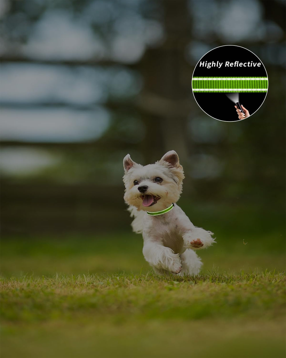 TagME reflective collar highlights the tag and lead attachment loop