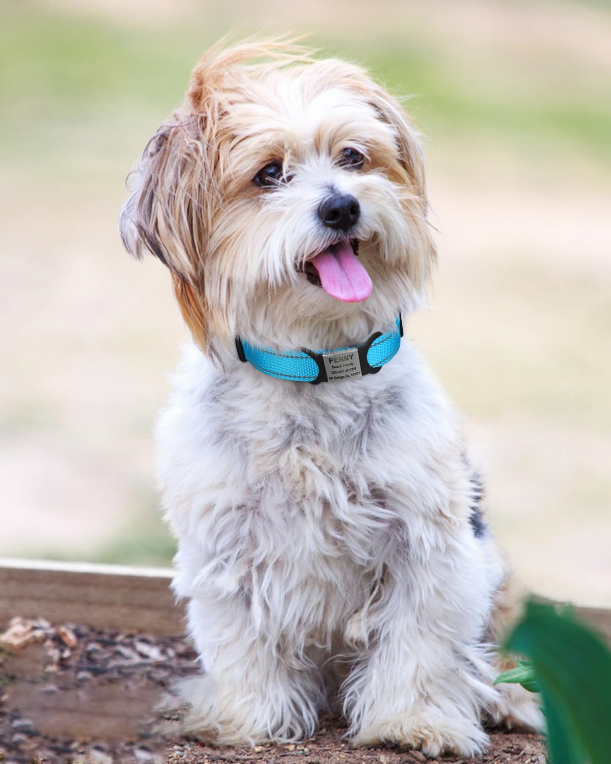 TagME reflective nylon collar at night emphasizes high visibility for safer evening walks