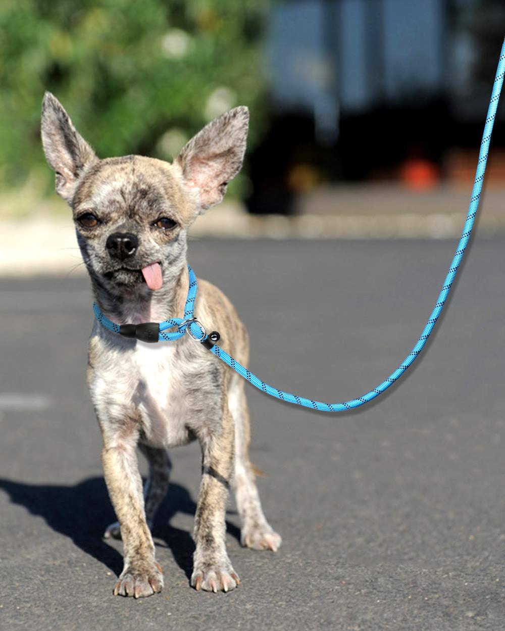 TagME Slip Lead in use during daily walks, showcasing safety features.
