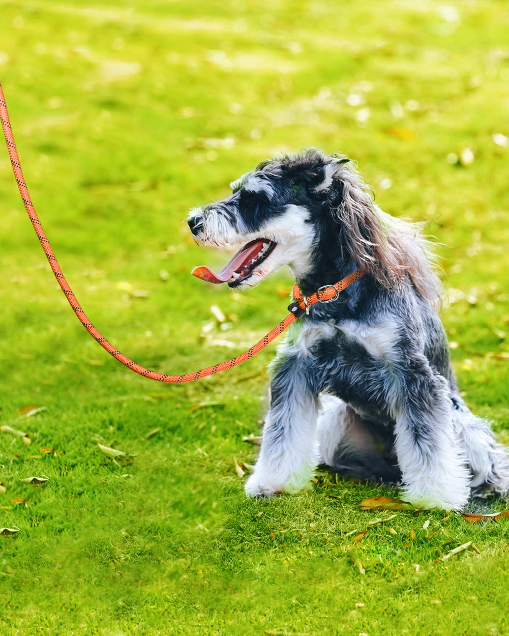 TagME slip-lead-orange-color easy-to-spot on adventures.