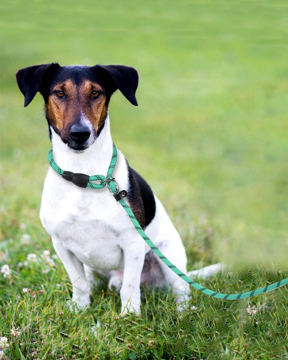 TagME strong-rope no-pull construction supports medium dogs during training