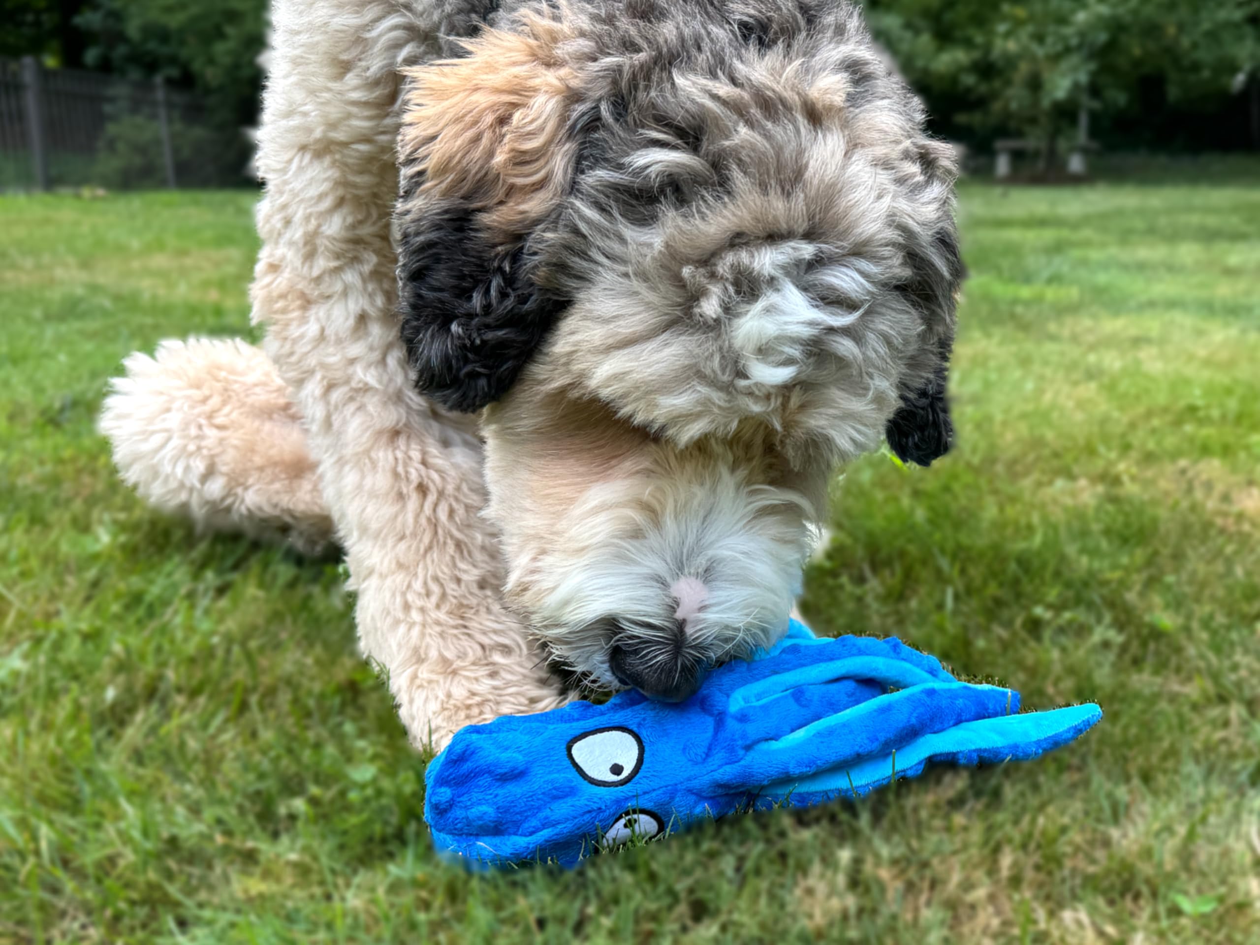 Tail Town Octopus dog toy blue pack shot highlights premium plush and durability