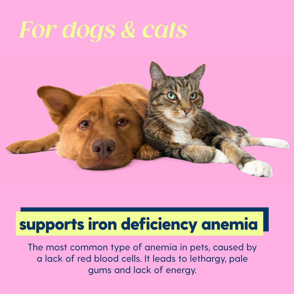 Tailey AminoPets liquid iron dog-dose-pipette for quick, easy administration.