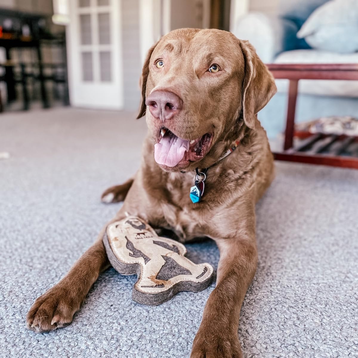 Tall Tails Big Jr in-use shot shows dogs playing fetch and tug.
