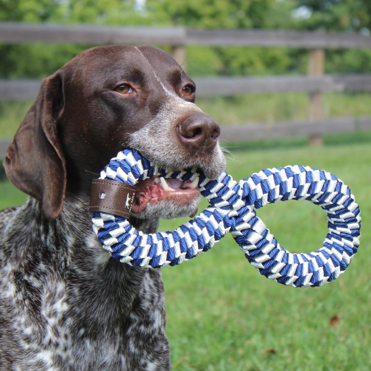 Elastic design creates gaps to help keep dog teeth clean during play