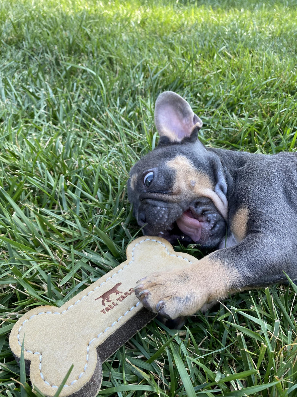 Tall Tails retrieval close-up; encourages safe, supervised fetch sessions.