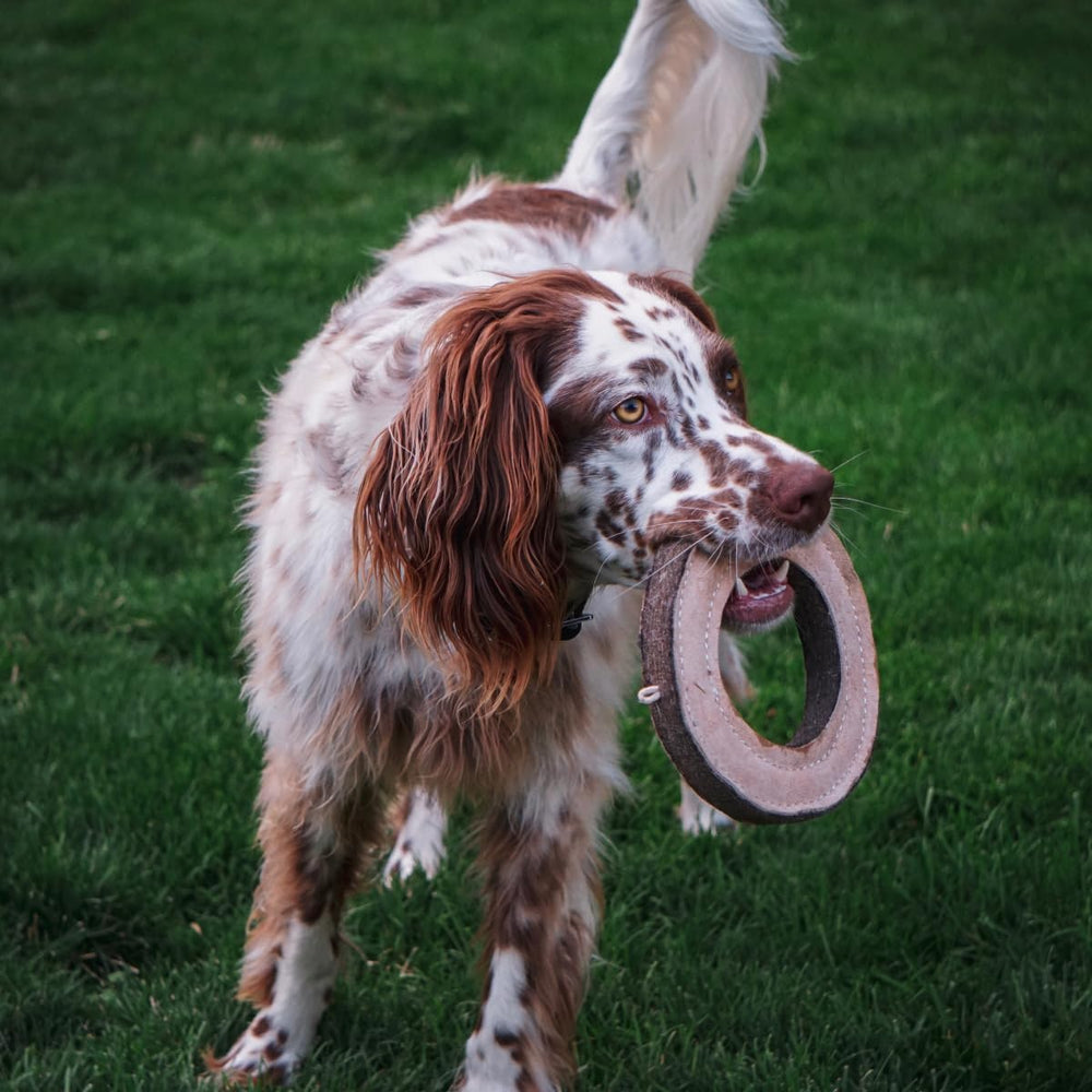 Tall Tails Ring for medium to large dogs – versatile toy for fetch and tug.