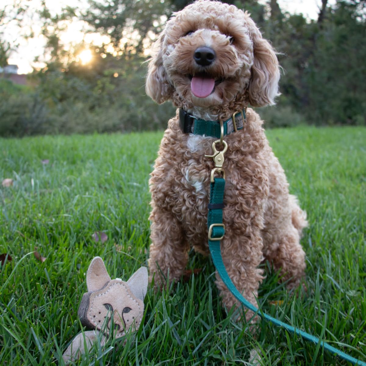 Tall Tails Scrappy Fetch Toy in use, compact and portable for quick play breaks