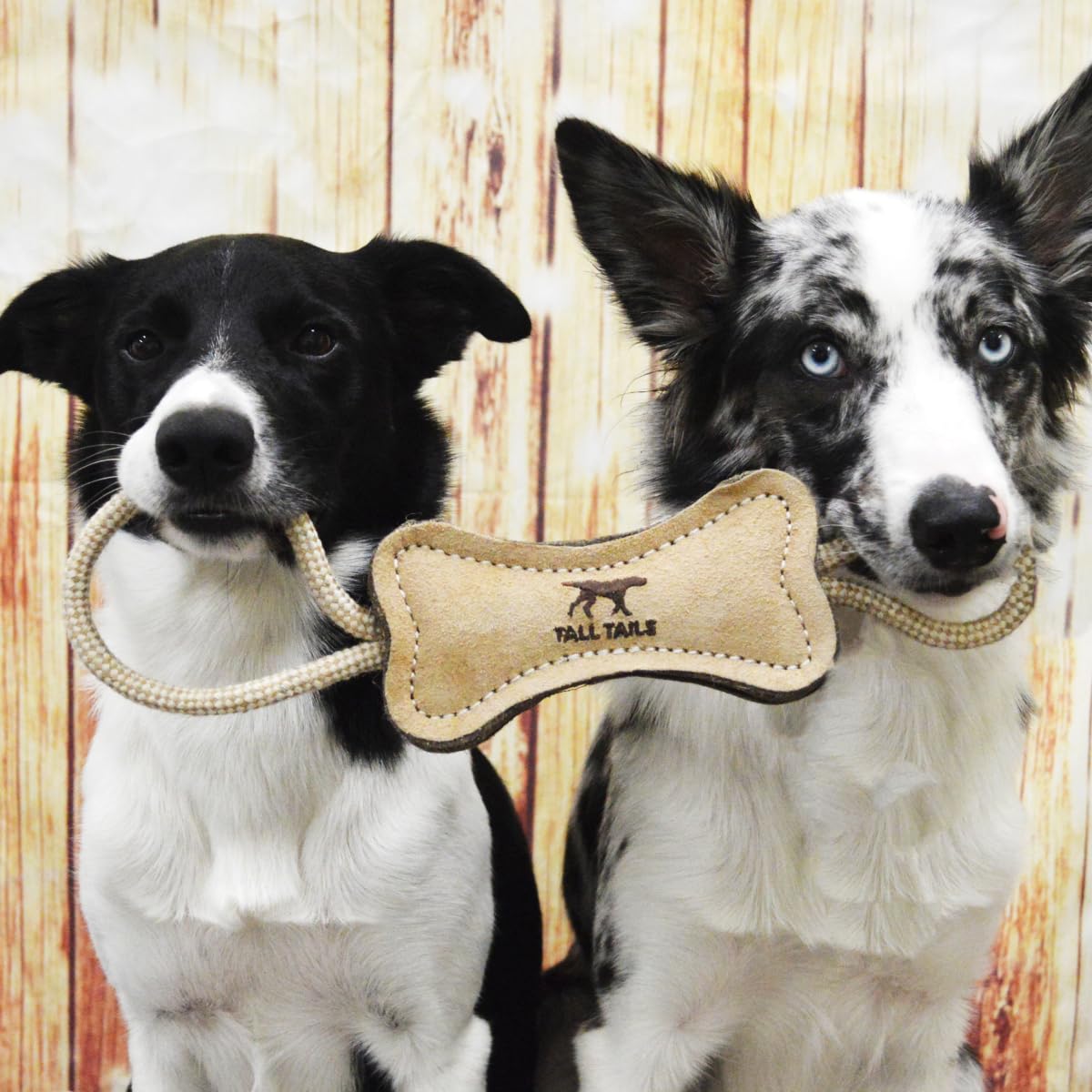 Tall Tails Small-dog retrieve-tug in action, encouraging interactive play.